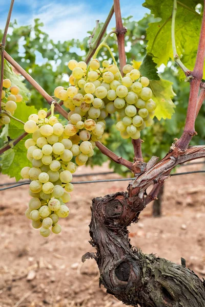 Vermentino Grapes Bunches White Grapes Ripe Berries Ready Harvest Traditional — Stockfoto