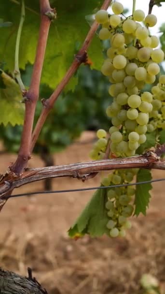 Vermentino Grapes Bunches White Grapes Ripe Berries Ready Harvest Traditional — Stockvideo