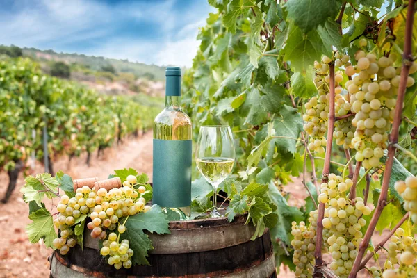 Bottle Goblet Vermentino Wine Barrel Rows Vineyard Food Drinks — Foto Stock