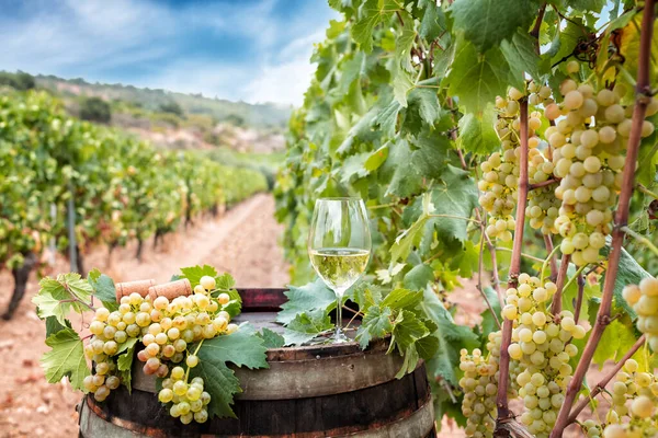 Goblet Vermentino Wine Barrel Rows Vineyard Food Drinks — Stock fotografie