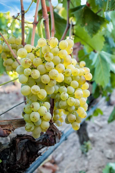 Vermentino grapes. Bunches of white grapes with ripe berries ready for harvest. Traditional agriculture. Sardinia.