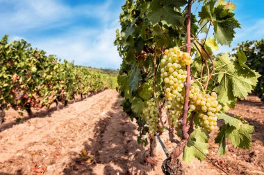 Vermentino grapes. Bunches of white grapes with ripe berries ready for harvest. Traditional agriculture. Sardinia.
