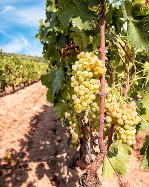 Vermentino grapes. Bunches of white grapes with ripe berries ready for harvest. Traditional agriculture. Sardinia.