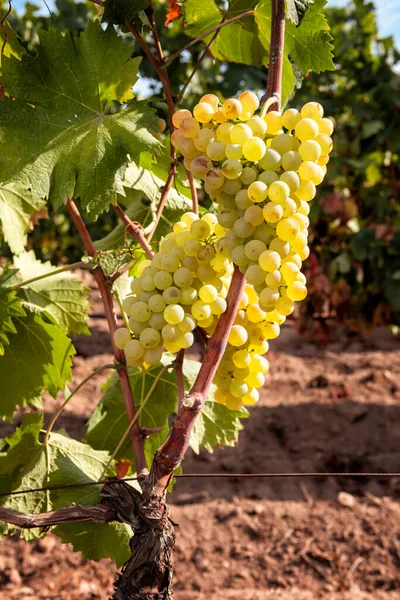 Vermentino grapes. Bunches of white grapes with ripe berries ready for harvest. Traditional agriculture. Sardinia.