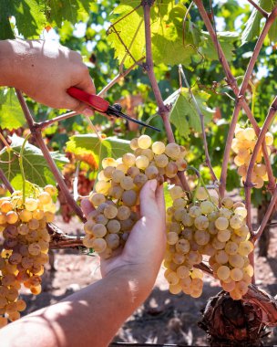 Vermentino üzümleri. Çiftçi, üzüm demetlerini elle makasla biçiyor. Geleneksel tarım. Sardunya.