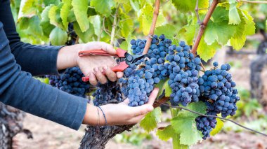 Cannonau üzümleri. Genç bir kadın, elinde makasla üzüm demetleri topluyor. Geleneksel tarım. Sardunya.