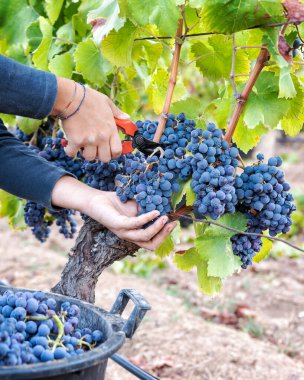 Cannonau üzümleri. Genç bir kadın, elinde makasla üzüm demetleri topluyor. Geleneksel tarım. Sardunya.
