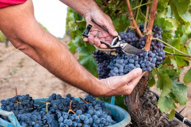 Cannonau üzümleri. Çiftçi, üzüm demetlerini elle makasla biçiyor. Geleneksel tarım. Sardunya.