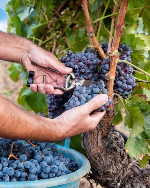 Cannonau üzümleri. Çiftçi, üzüm demetlerini elle makasla biçiyor. Geleneksel tarım. Sardunya.