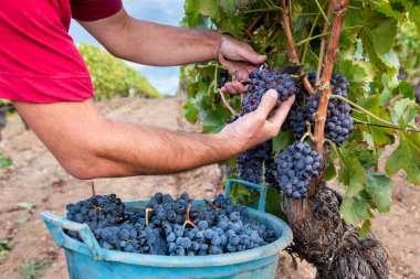 Cannonau üzümleri. Çiftçi, üzüm demetlerini elle makasla biçiyor. Geleneksel tarım. Sardunya.