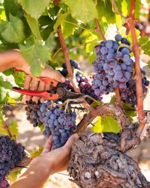 Cannonau üzümleri. Genç bir kadın, elinde makasla üzüm demetleri topluyor. Geleneksel tarım. Sardunya.