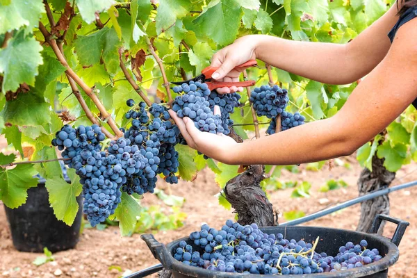 Hrozny Cannonau Mladá Žena Ručně Sklízí Hrozny Hroznů Nůžkami Tradiční — Stock fotografie