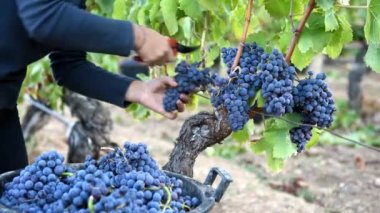 Cannonau üzümleri. Genç bir kadın, elinde makasla üzüm demetleri topluyor. Geleneksel tarım. Sardunya.