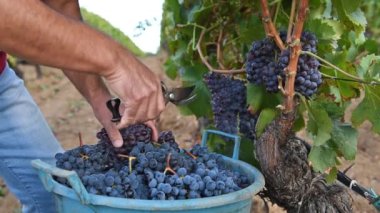 Cannonau üzümleri. Çiftçi, üzüm demetlerini elle makasla biçiyor. Geleneksel tarım. Sardunya.