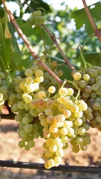 Vermentino Grapes Bunches White Grapes Ripe Berries Ready Harvest Traditional — 图库视频影像