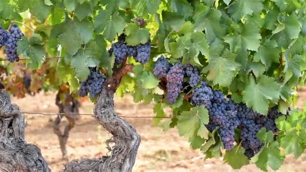Invoeren Van Wijnstokken Met Trossen Rijpe Druiven Takken Traditionele Landbouw — Stockvideo