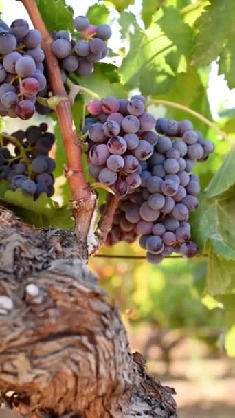 Nakładanie Winorośli Pęczkami Dojrzałych Winogron Gałęziach Tradycyjne Rolnictwo Sardynia Nagranie — Wideo stockowe