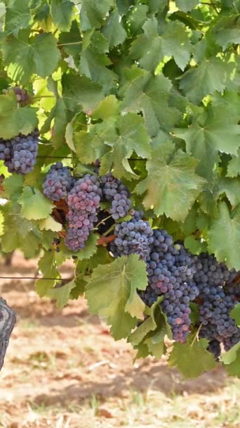 Imposing Vine Stock Bunches Ripe Grapes Branches Traditional Agriculture Sardinia — Stock Video