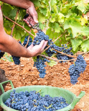 Cannonau üzümleri. Çiftçi, üzüm demetlerini elle makasla biçiyor. Geleneksel tarım. Sardunya.
