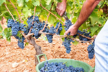 Cannonau üzümleri. Çiftçi, üzüm demetlerini elle makasla biçiyor. Geleneksel tarım. Sardunya.