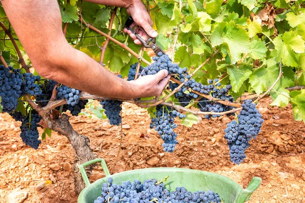 Hrozny Cannonau Farmář Ručně Sklízí Hrozny Hroznů Nůžkami Tradiční Zemědělství — Stock fotografie