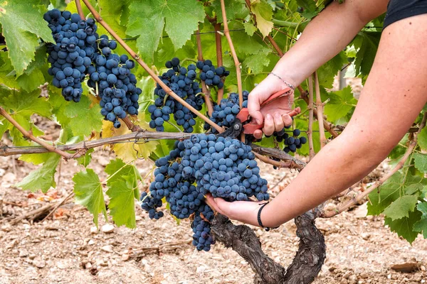 Uvas Cannonau Mujer Joven Cosechando Manualmente Los Racimos Uvas Con — Foto de Stock