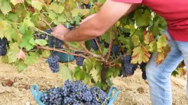 Cannonau üzümleri. Çiftçi, üzüm demetlerini elle makasla biçiyor. Geleneksel tarım. Sardunya.