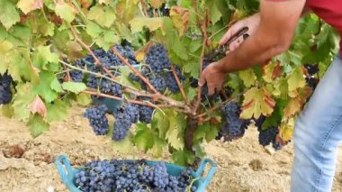 Cannonau üzümleri. Çiftçi, üzüm demetlerini elle makasla biçiyor. Geleneksel tarım. Sardunya.