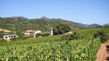 İtalya, Sardinya 'da bir üzüm bağının sıralarını incele. Geleneksel tarım. Görüntü.