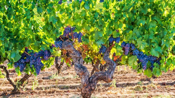 Uvas Cannonau Majestuosa Cepa Vid Vieja Con Racimos Uvas Maduras — Foto de Stock