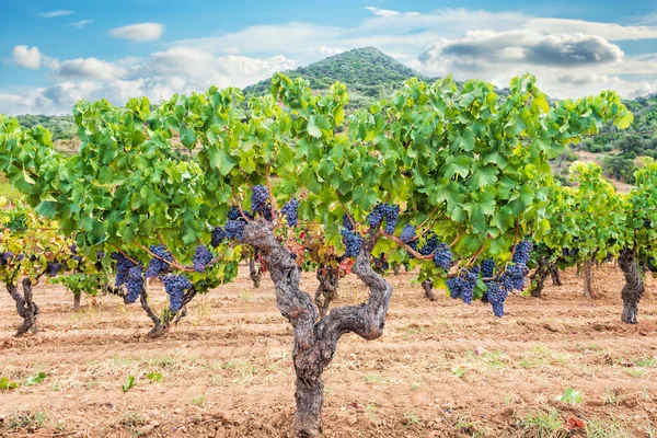 Cannonau Grapes Majestic Old Vine Stock Bunches Ripe Grapes Hanging — Stock Photo, Image