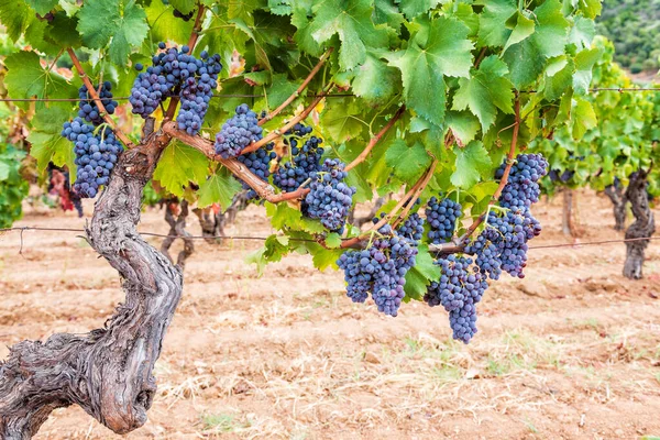 Druiven Uit Cannonau Majestueuze Oude Wijnstok Met Trossen Rijpe Druiven — Stockfoto