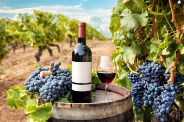 Cannonau şarabı. Şarap fıçısının üstünde şarap şişesi ve kadehi bir üzüm bağının sıraları arasında. Yiyecek, içecek..