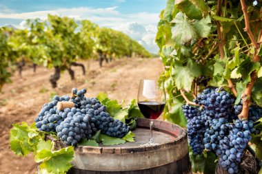 Cannonau şarabı. Bir üzüm bağının sıraları arasında fıçının üstünde kırmızı şarap kadehi. Yiyecek, içecek..