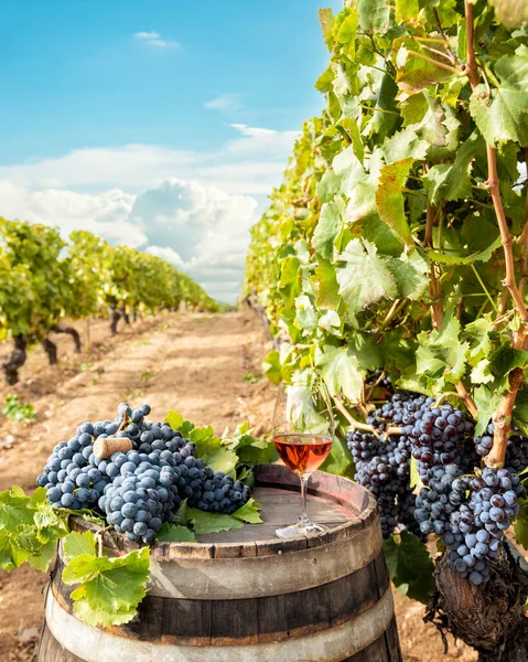 Cannonau Wine Goblet Rose Wine Barrel Rows Vineyard Food Drinks — Stock Photo, Image