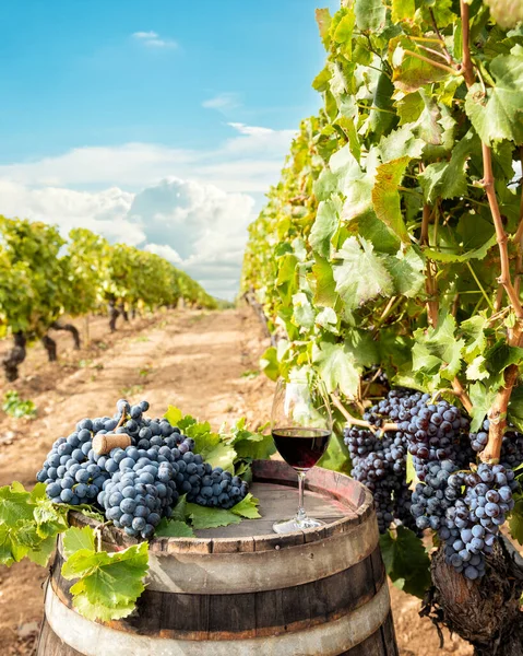 Vino Cannonau Calice Vino Rosso Sopra Botte Tra Filari Una — Foto Stock