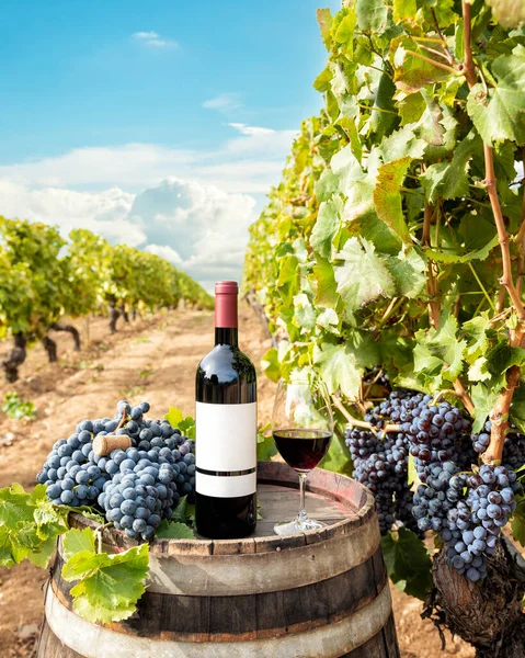 Cannonau Víno Pohár Červeného Vína Nad Sudem Mezi Řadami Vinic — Stock fotografie