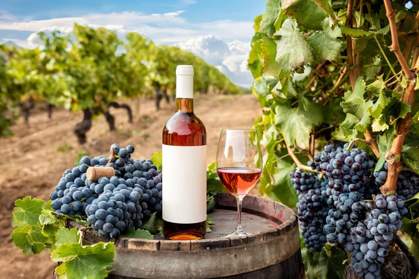 Cannonau Víno Láhev Pohár Růžového Vína Nad Sudem Mezi Řadami — Stock fotografie