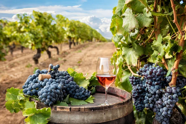 Vin Cannonau Gobelet Vin Rose Dessus Tonneau Entre Les Rangs Photo De Stock