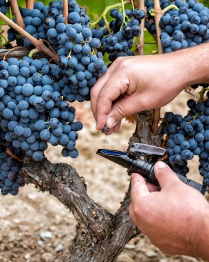 Cannonau üzümleri. Üzüm bağındaki tarımcı, şeker içeriğini ölçmek için üzümü refraktometrenin üzerine sıkıyor. Geleneksel tarım. Sardunya.