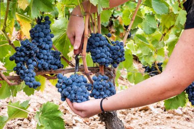 Cannonau üzümleri. Genç bir kadın, elinde makasla üzüm demetleri topluyor. Geleneksel tarım. Sardunya.