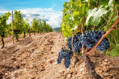 Cannonau üzümleri. Üzüm bağındaki bitkinin dalları arasında bir demet siyah üzüm. Geleneksel tarım. Sardunya.