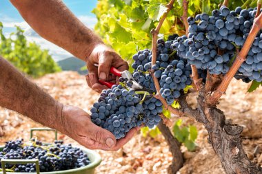 Cannonau üzümleri. Çiftçi, üzüm demetlerini elle makasla biçiyor. Geleneksel tarım. Sardunya.