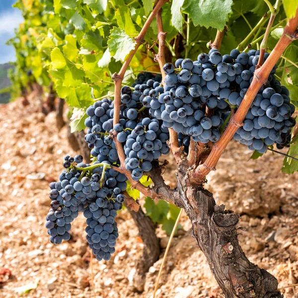 Druiven Uit Cannonau Trossen Zwarte Druiven Tussen Takken Van Plant — Stockfoto