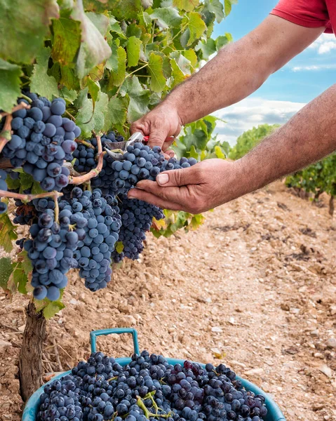 Raisins Cannonau Agriculteur Récolte Manuellement Les Grappes Raisins Avec Des Images De Stock Libres De Droits