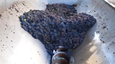 Cannonau üzümleri. Hoparlördeki üzüm demetleri dönen çapayla taşınıyor. Geleneksel tarım. Sardunya.