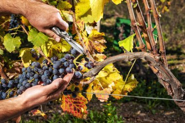 Cannonau üzümleri. Sonbaharda çiftçi, üzüm demetlerini makasla biçiyor. Geleneksel tarım. Sardunya.