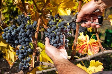 Cannonau üzümleri. Sonbaharda çiftçi, üzüm demetlerini makasla biçiyor. Geleneksel tarım. Sardunya.