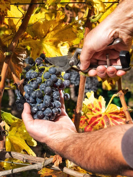 カンノナウのブドウ 秋の農家ははさみでブドウの房を収穫します 伝統的な農業 サルデーニャ — ストック写真