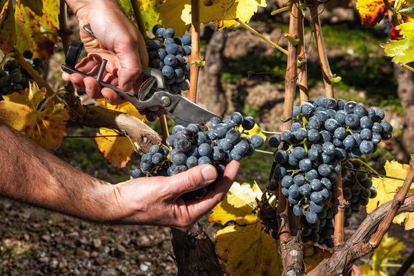 Uvas Cannonau Agricultor Otoño Cosechando Los Racimos Uvas Con Tijeras Imagen De Stock